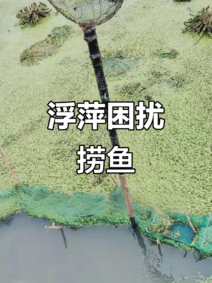 鸡头塘浮萍密布,捞鱼难觅踪迹,求高手指点迷津!