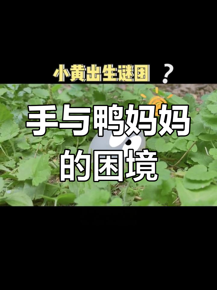 双手无法孵化,连鸭妈妈也帮不上忙