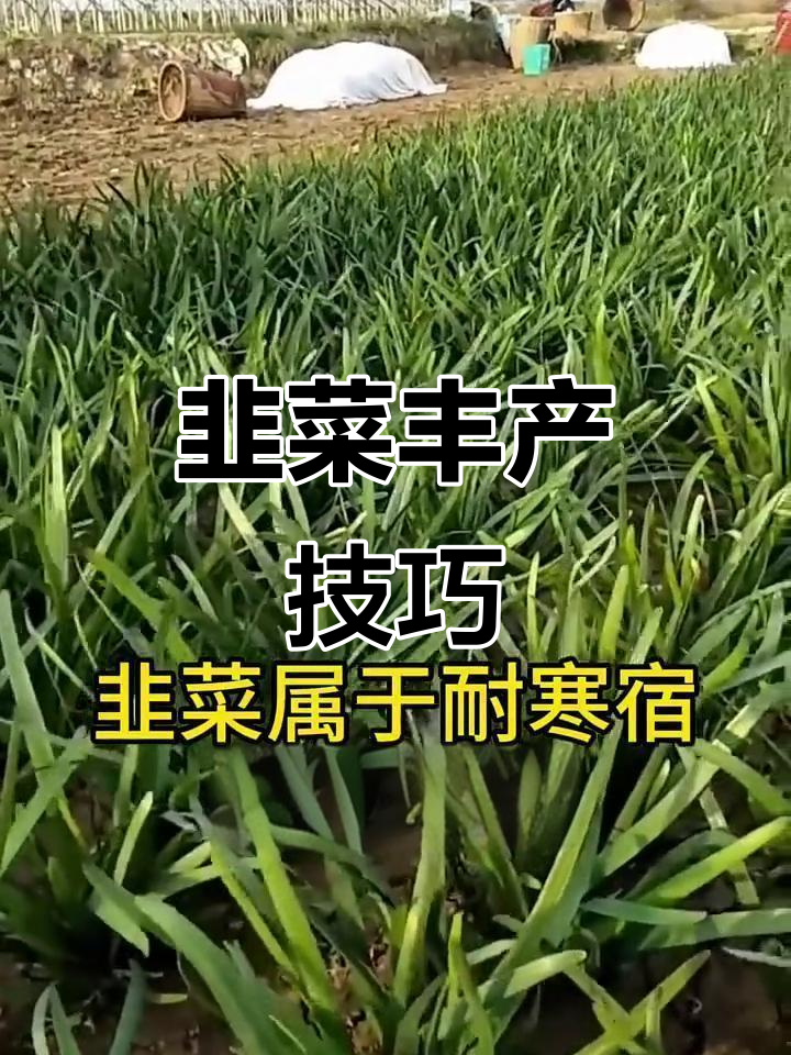 韭菜高产秘诀:温度湿度管理全攻略