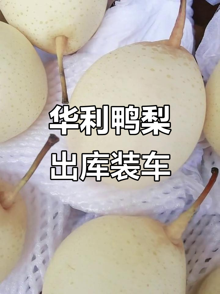 华利鸭梨新鲜出库,绿色农产品装车发货