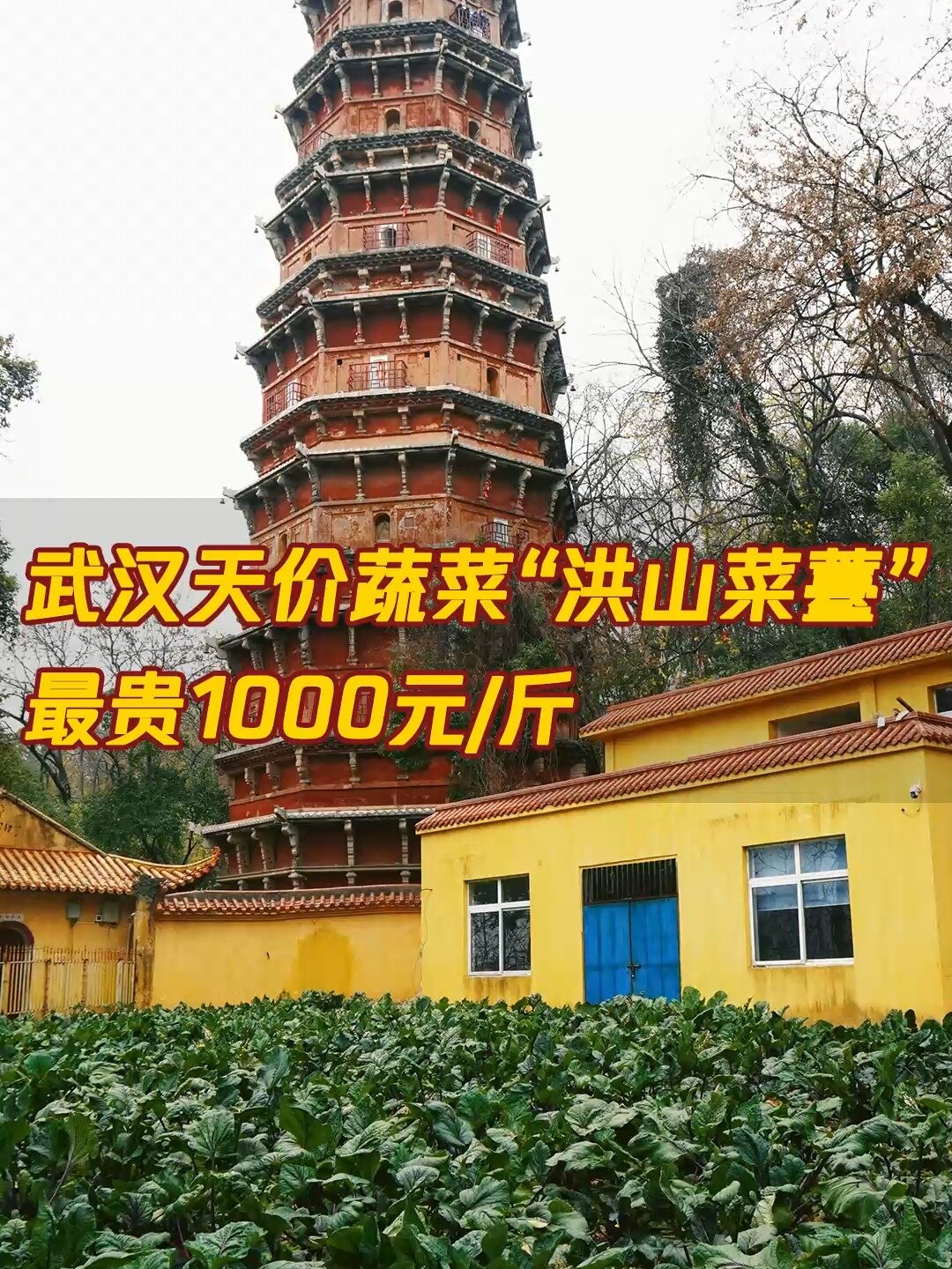 武汉天价蔬菜“洪山菜薹”,最贵1000元/斤