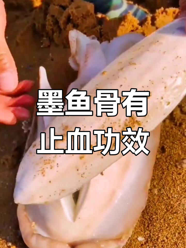 墨鱼骨的神奇止血作用,赶海时千万别扔掉