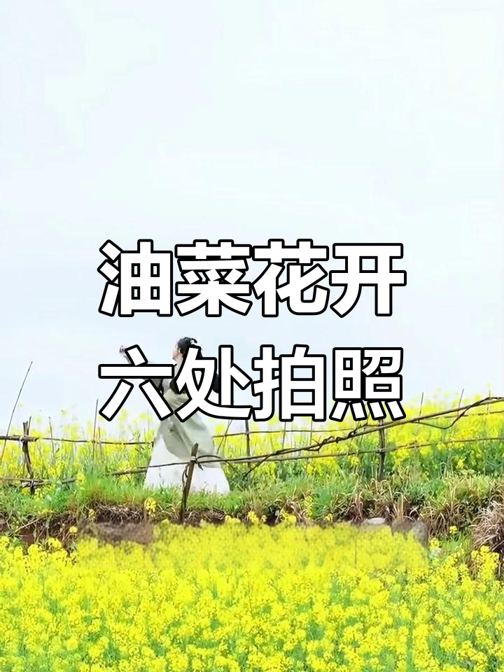 十堰油菜花盛开,六大打卡地推荐