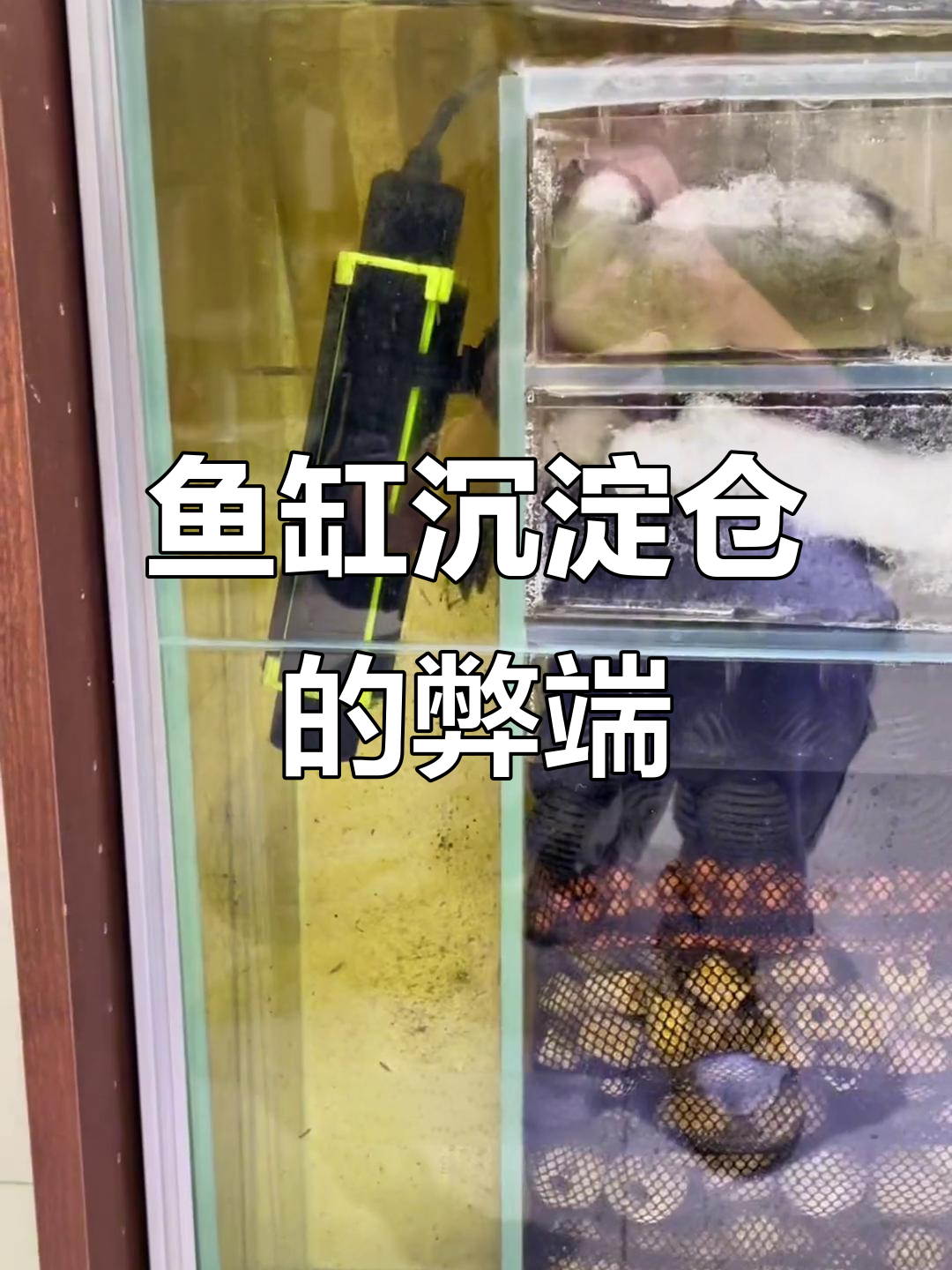 鱼缸沉淀仓到底有多坑?清理起来太费劲了!