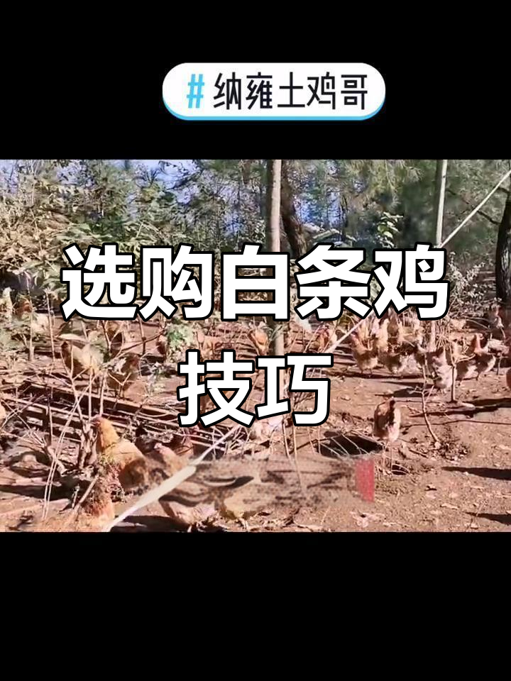如何挑选真正的土鸡?