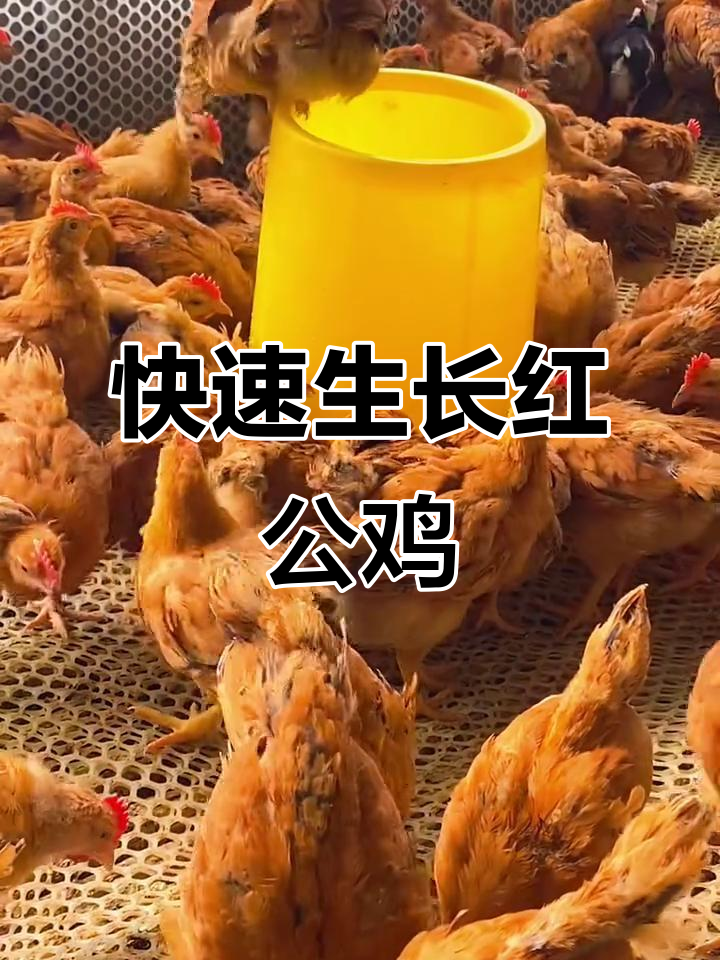 红公鸡长到十三斤,耐粗食易养,南北皆宜