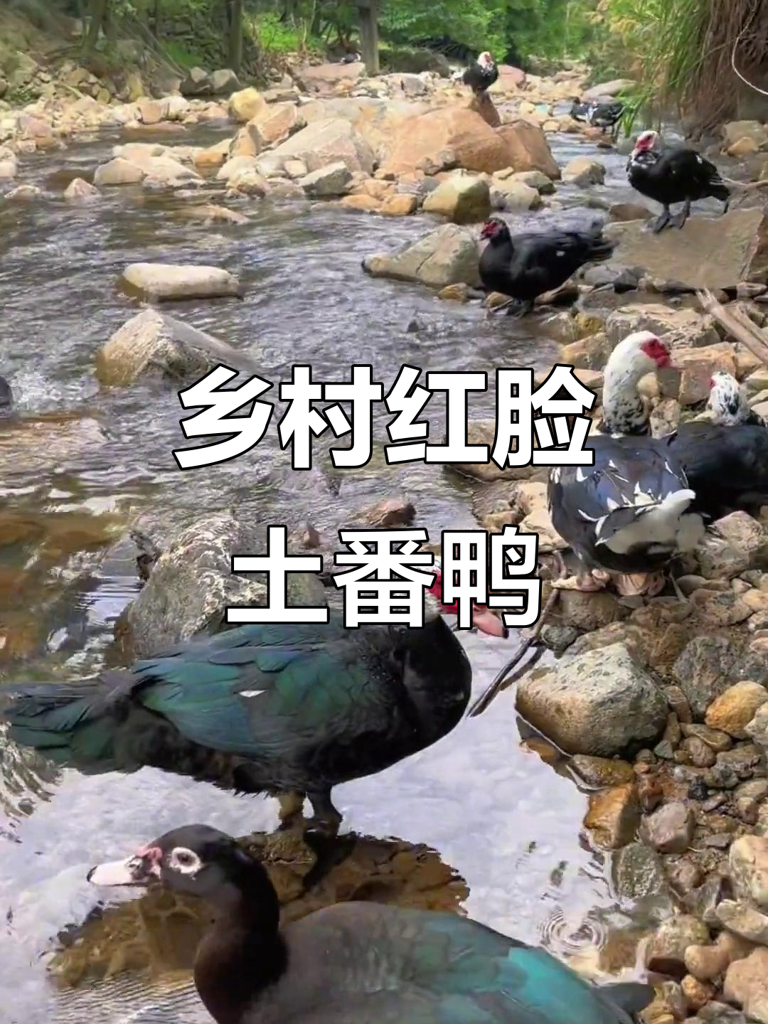 红脸土番鸭公:乡村生活的守护者与优质农产品
