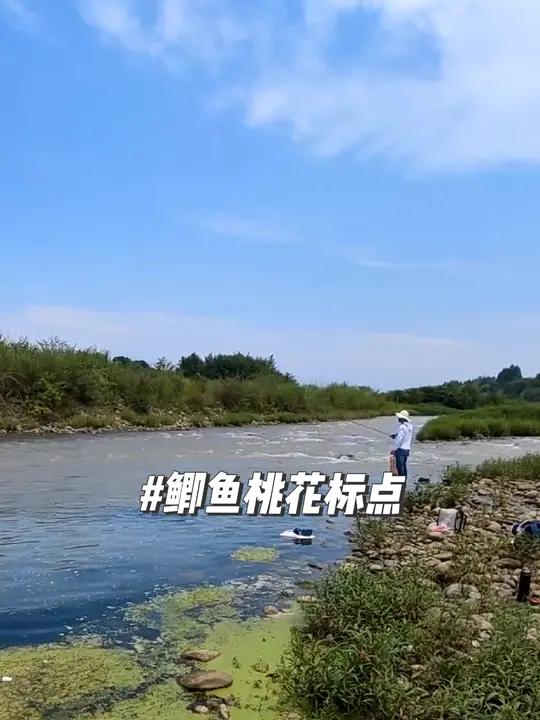 野河鲫鱼桃花标点来了,本来是打算钓桃花的,意外发现鲫鱼很凶猛,咬钩比桃花还快,这样的野河想
