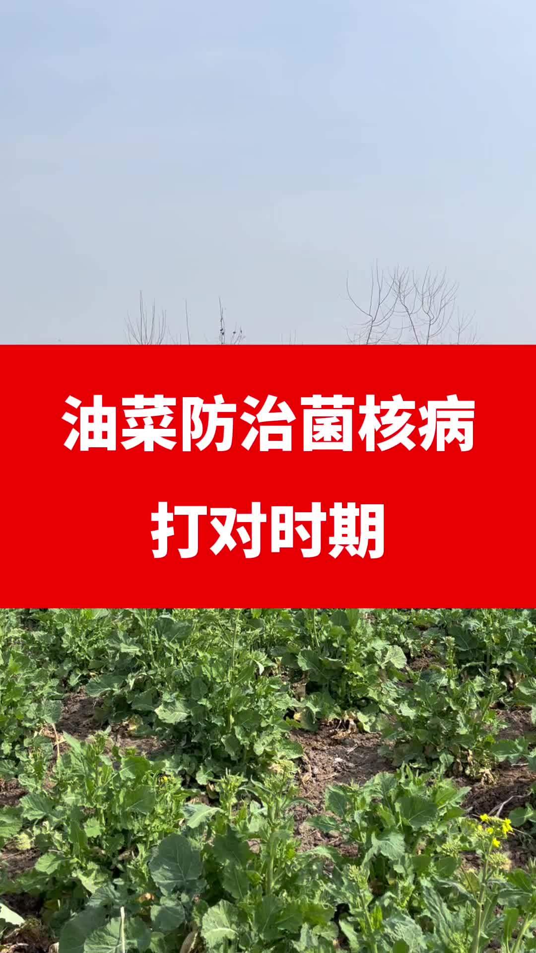 油菜菌核病,打对时间才重要 老百姓关心的话题 农作物农技110 科普一下 三农