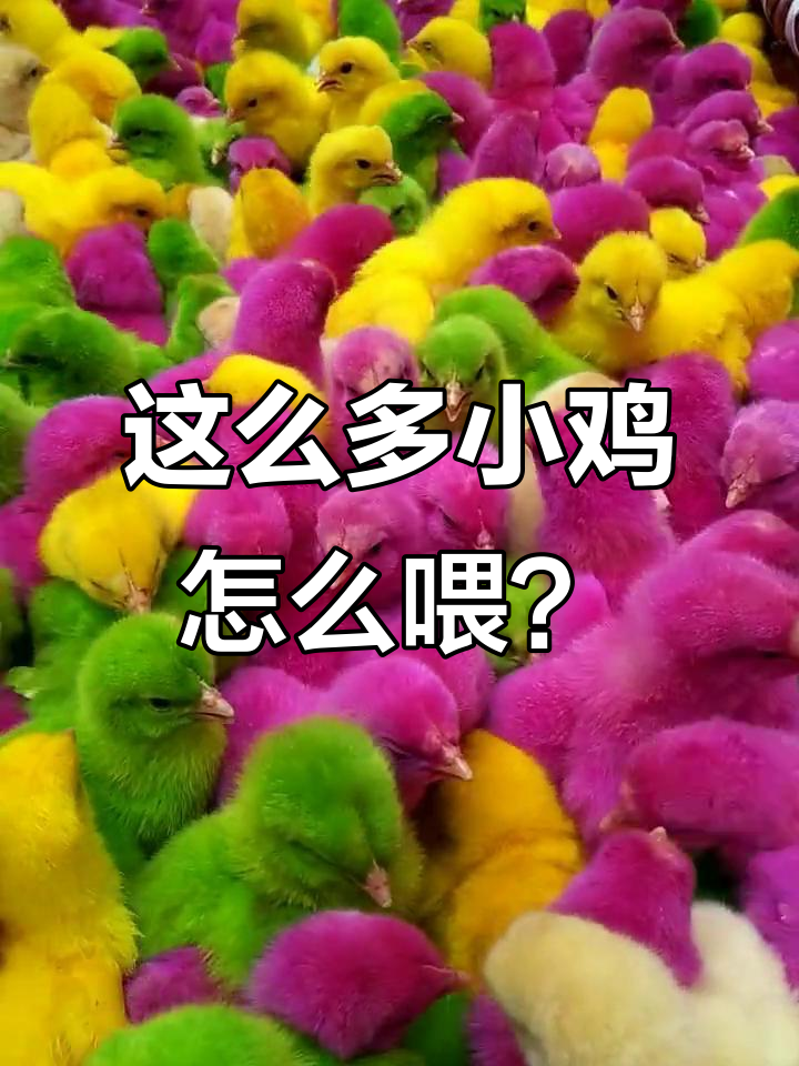 小鸡们真可爱,喂食大米小米超有趣