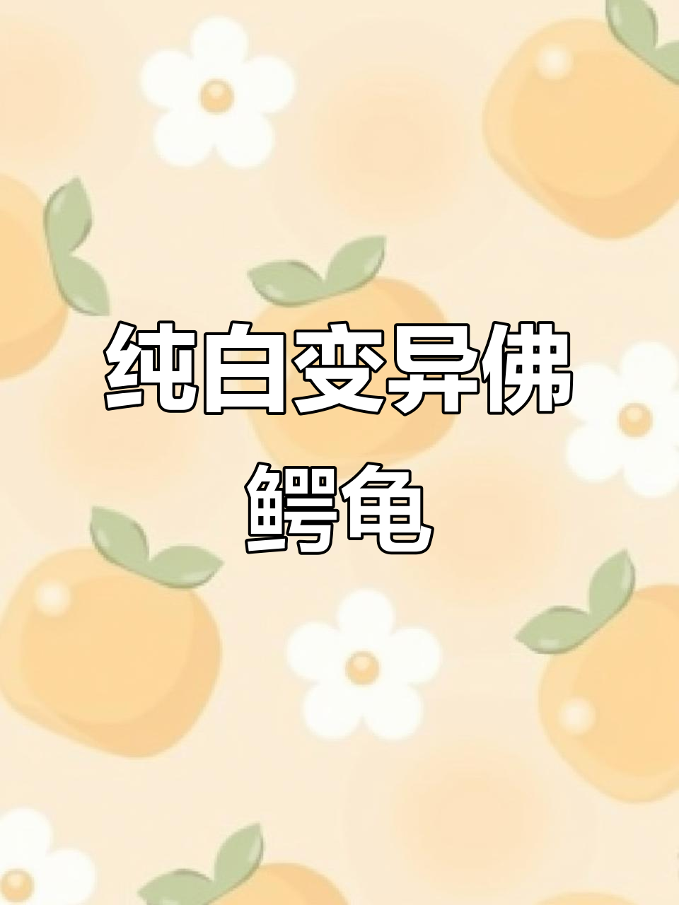 白化佛鳄龟,可爱变异珍稀品种