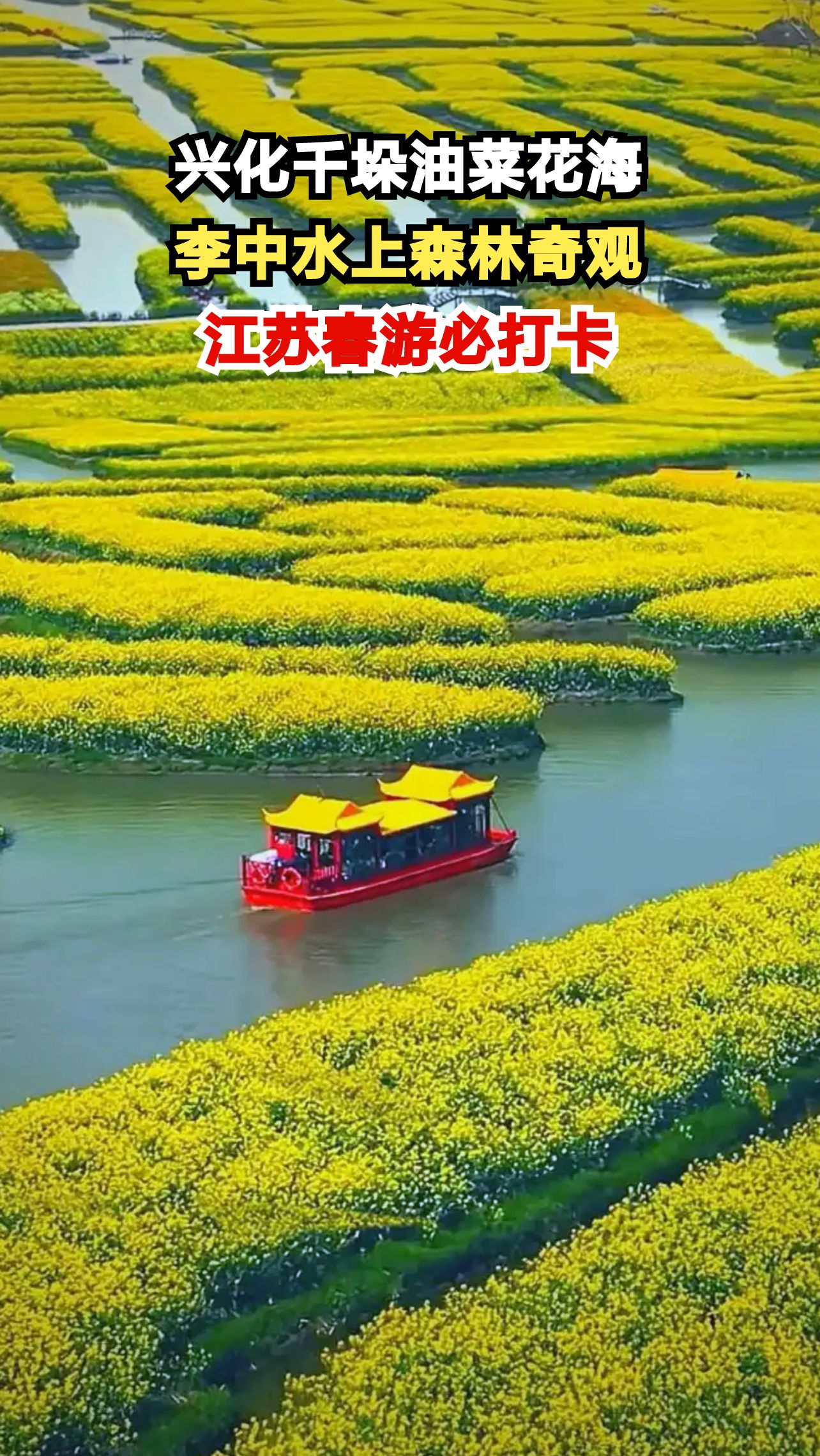 江苏兴化千垛油菜花盛开，乘船穿行金色海洋，错过等一年！