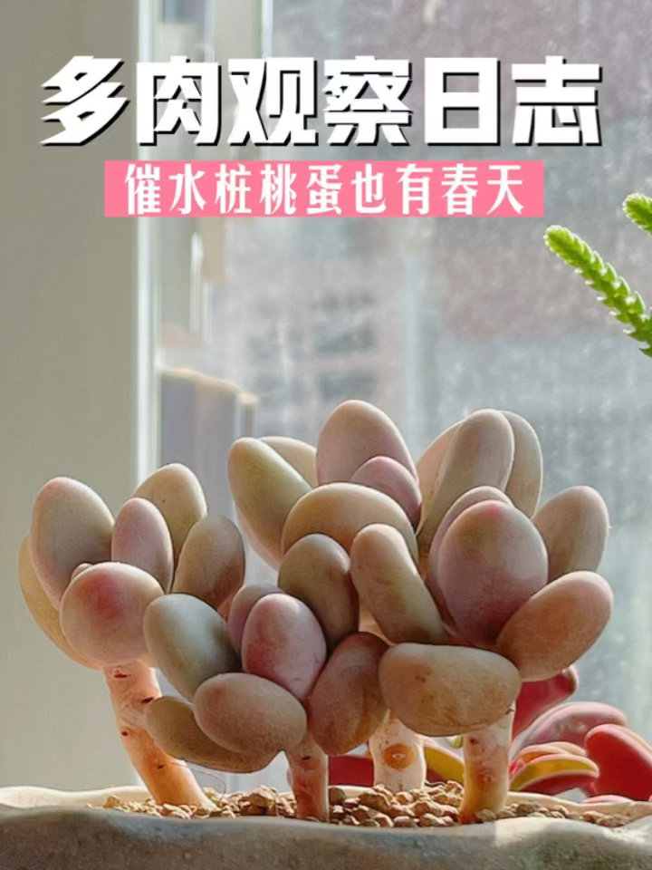 多肉观察日志|催水桩桃蛋也有春天
