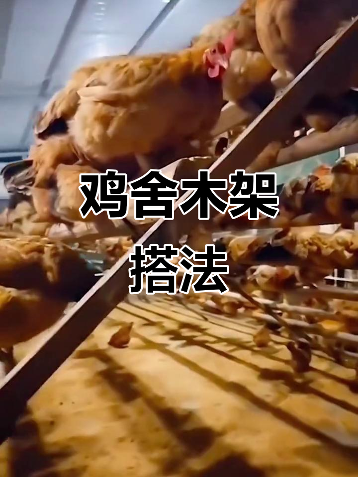 鸡舍木架搭建技巧,防鼠防蛇更舒适