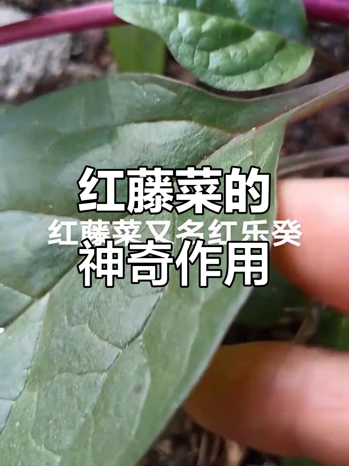 红藤菜：中草药煮汤，美味又健康