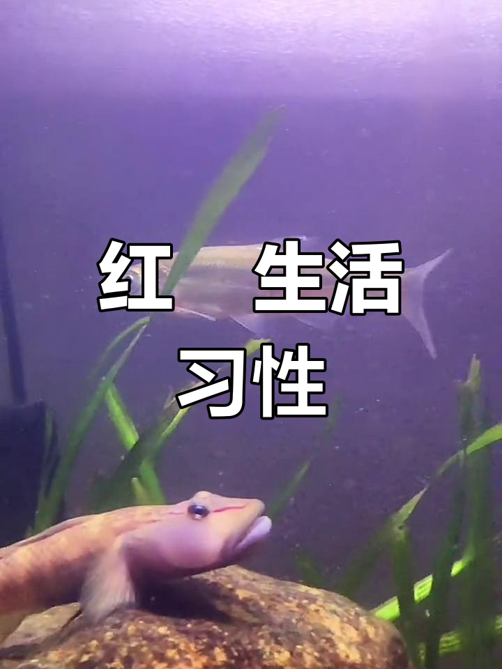 青梢红鲌常栖息于浅水湾,幼鱼吃浮游物,成鱼捕虾小鱼