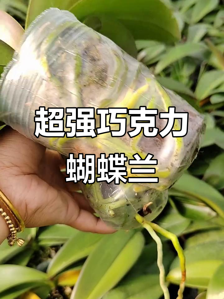 巧克力蝴蝶兰苗子太强了，根满叶壮，超值福利来袭