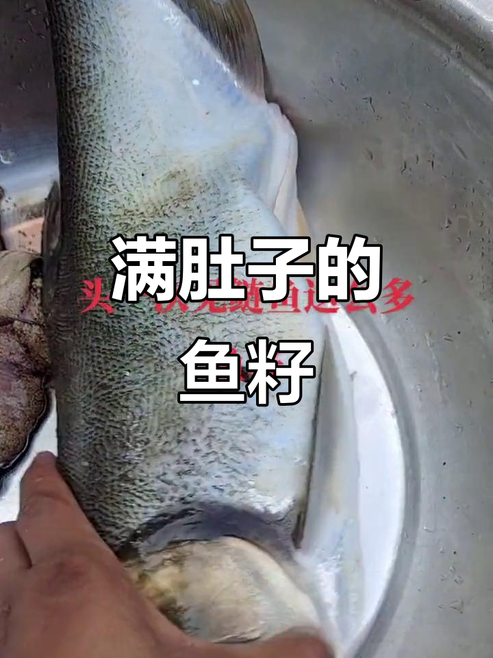 鲢鱼肚子里满满都是鱼籽,简直让人惊艳!