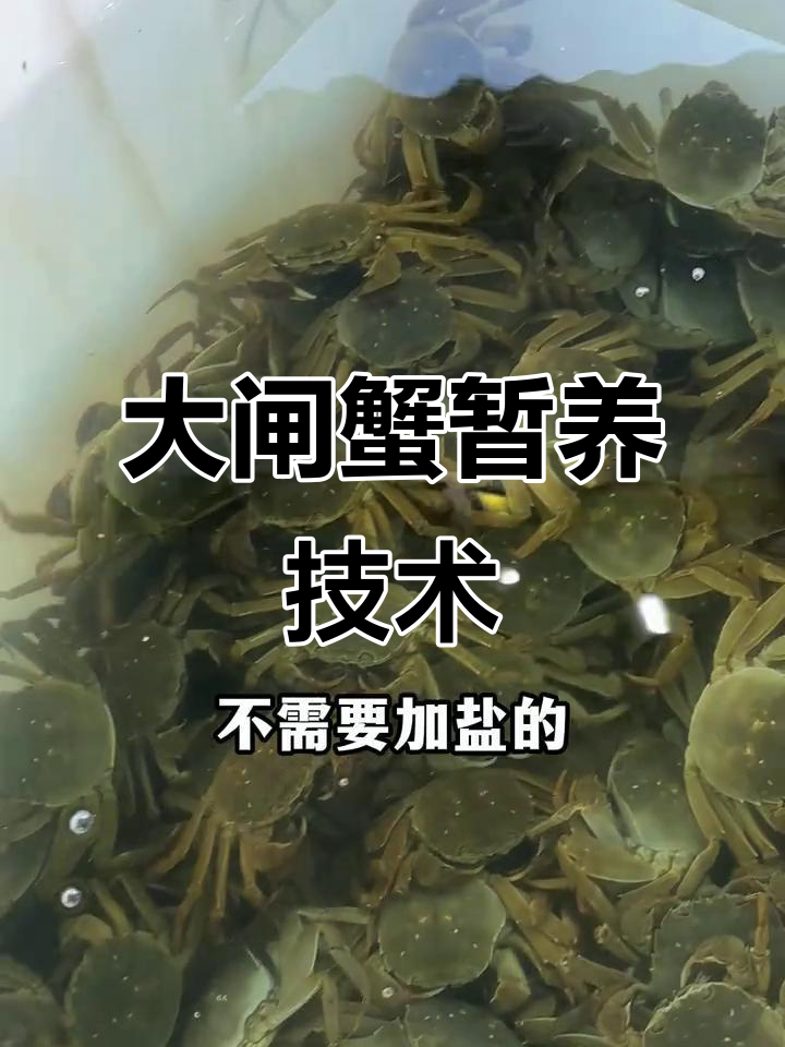 大闸蟹养殖技巧:如何保持水质和循环系统健康
