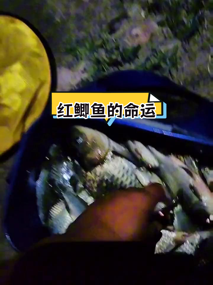 夜钓红鲫鱼,放生还是炸吃?