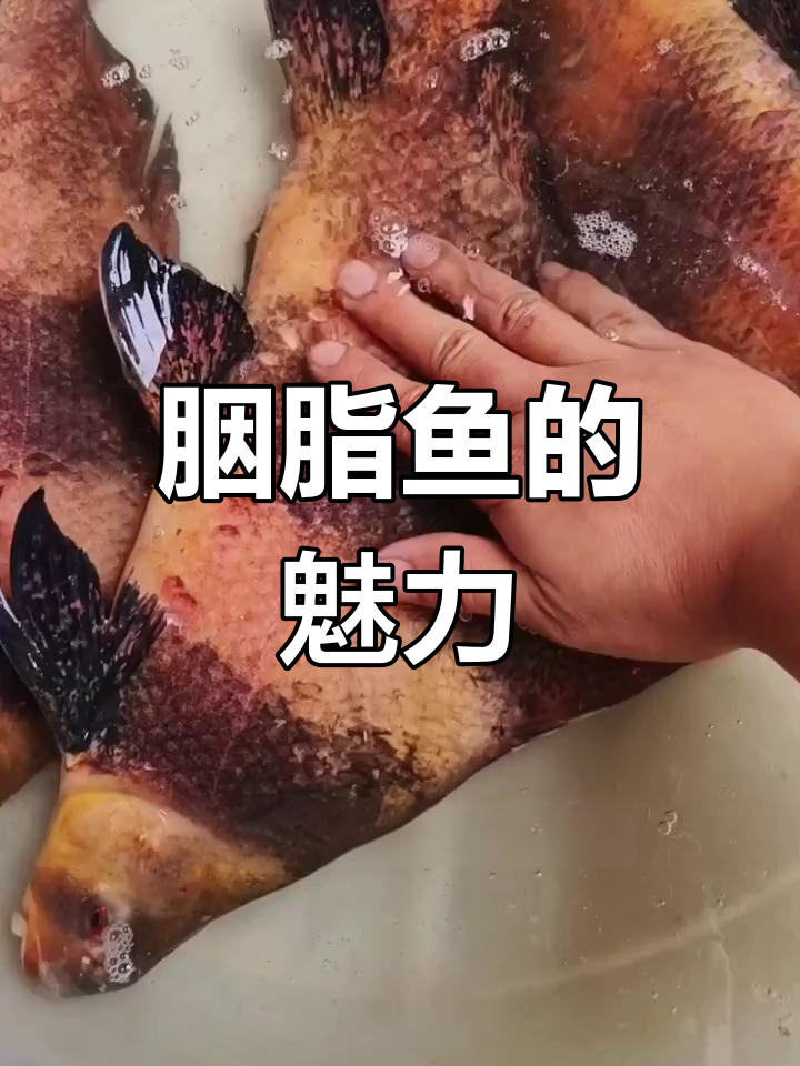 胭脂鱼,生长迅速,肉质鲜美,适应性强,养殖简单