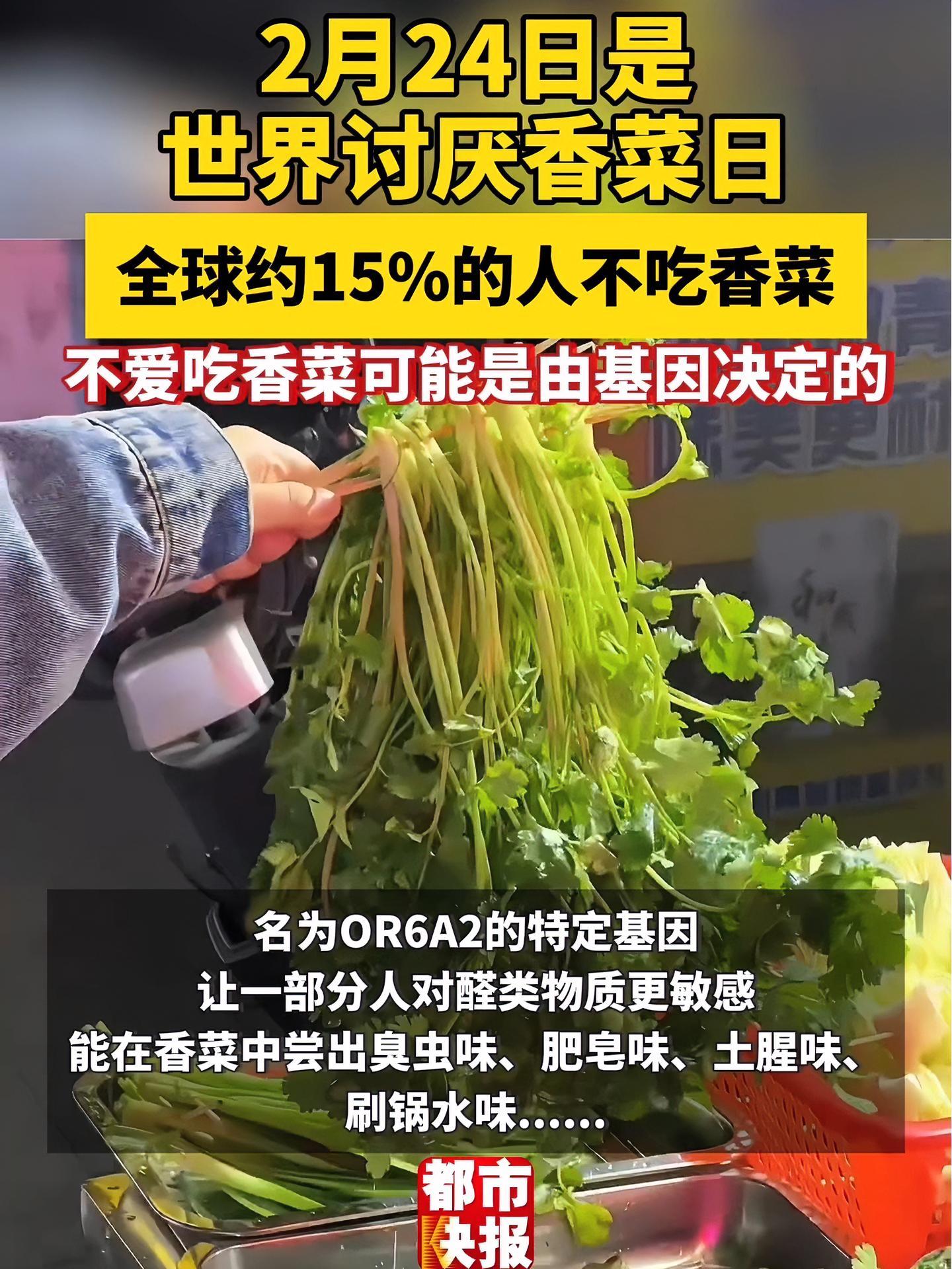2月24日是 世界讨厌香菜日 全球约15%的人不吃香菜 不爱吃香菜可能是由基因决定的 香菜