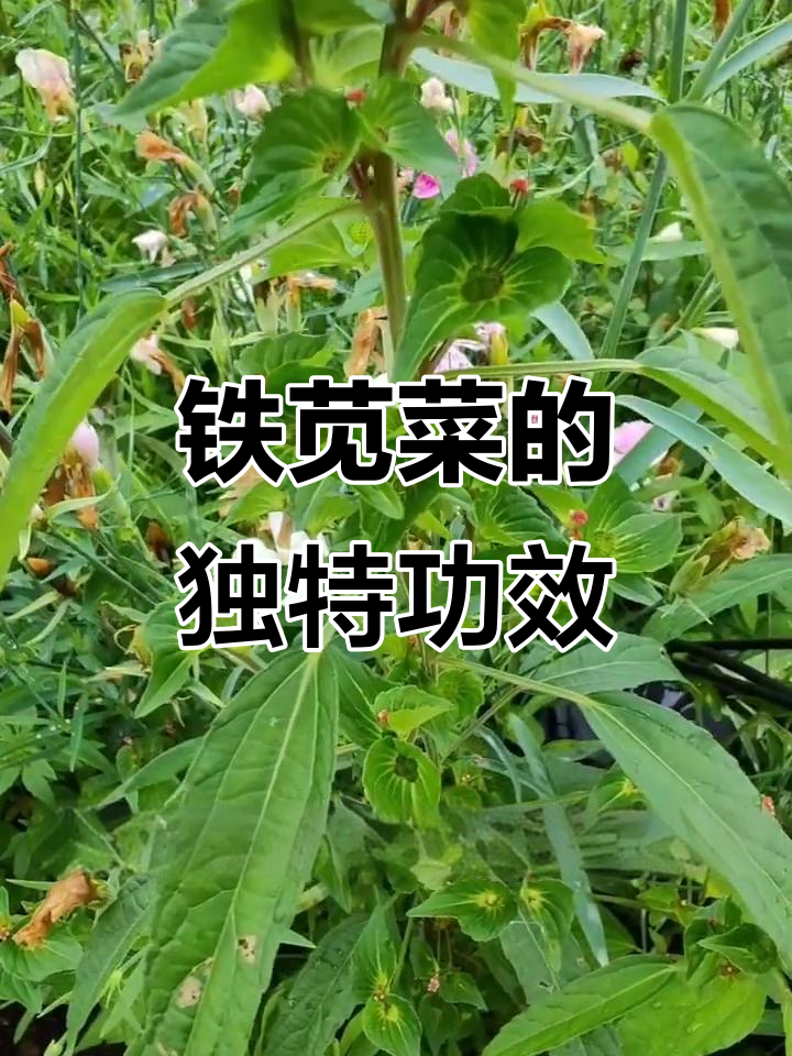 铁苋菜:一种你可能没吃过的神奇野菜,拉肚子的人必试