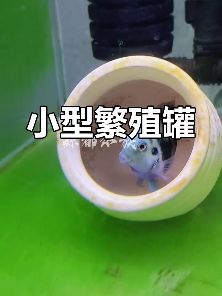 迷你虾屋,鹦鹉鱼产卵的理想避难所