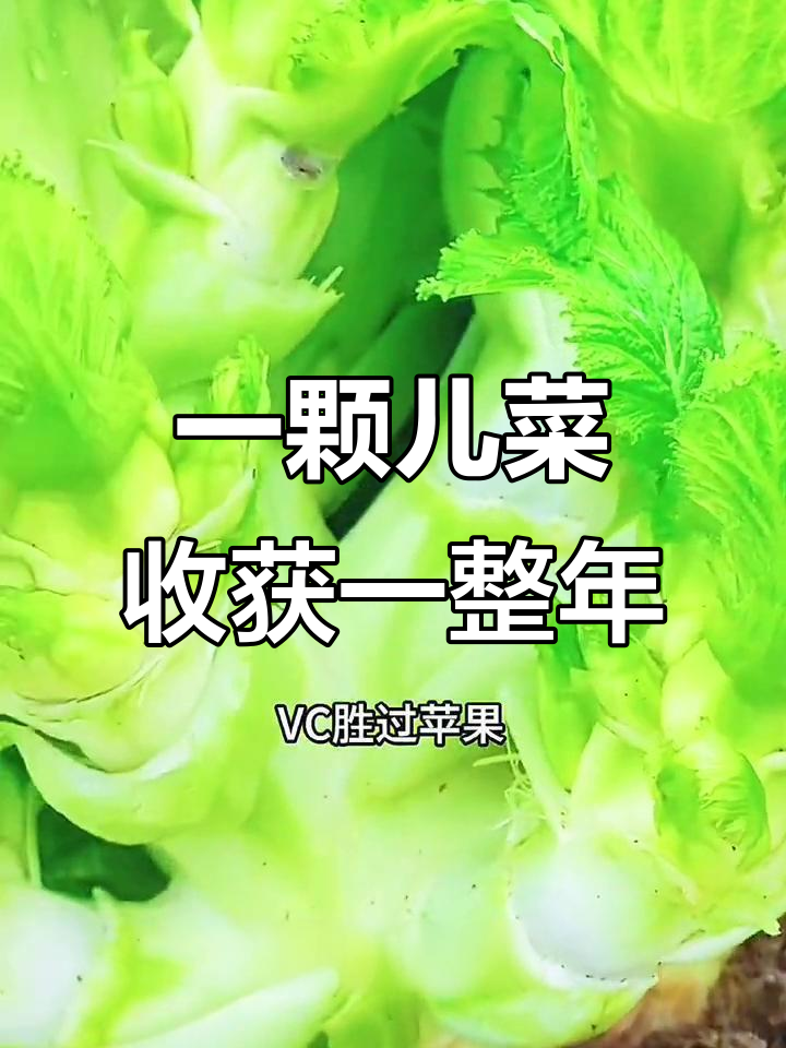 儿菜种子,种一次采收一年!凉拌炒制都美味