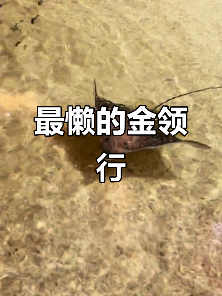 黄金参鱼贴鲨游,懒到极致的海洋生物