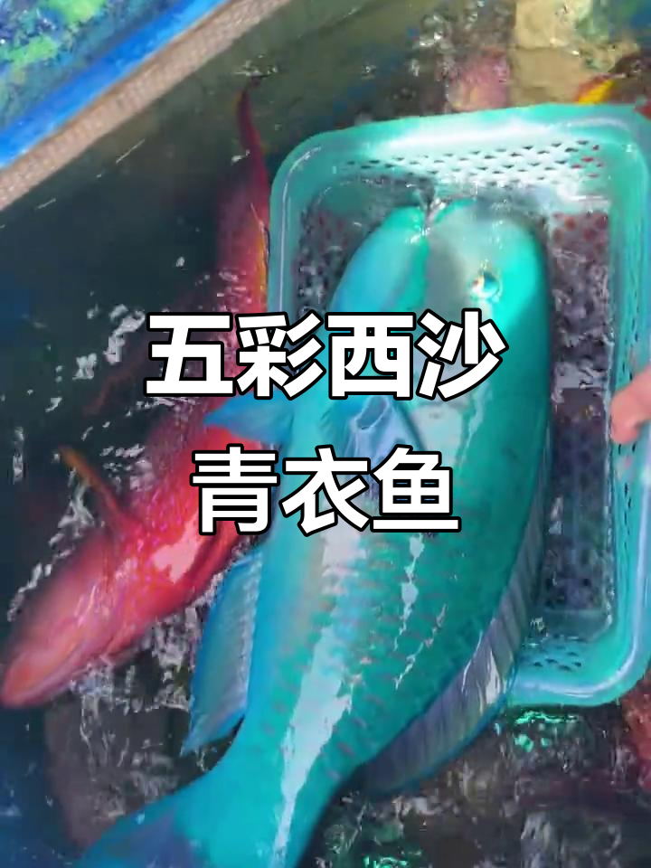 西沙群岛青衣鱼：五彩斑斓的美丽海洋生物