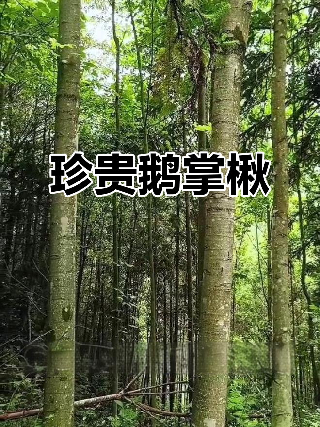 鹅掌楸:珍稀濒危的美丽马褂木,木材与药用价值兼具