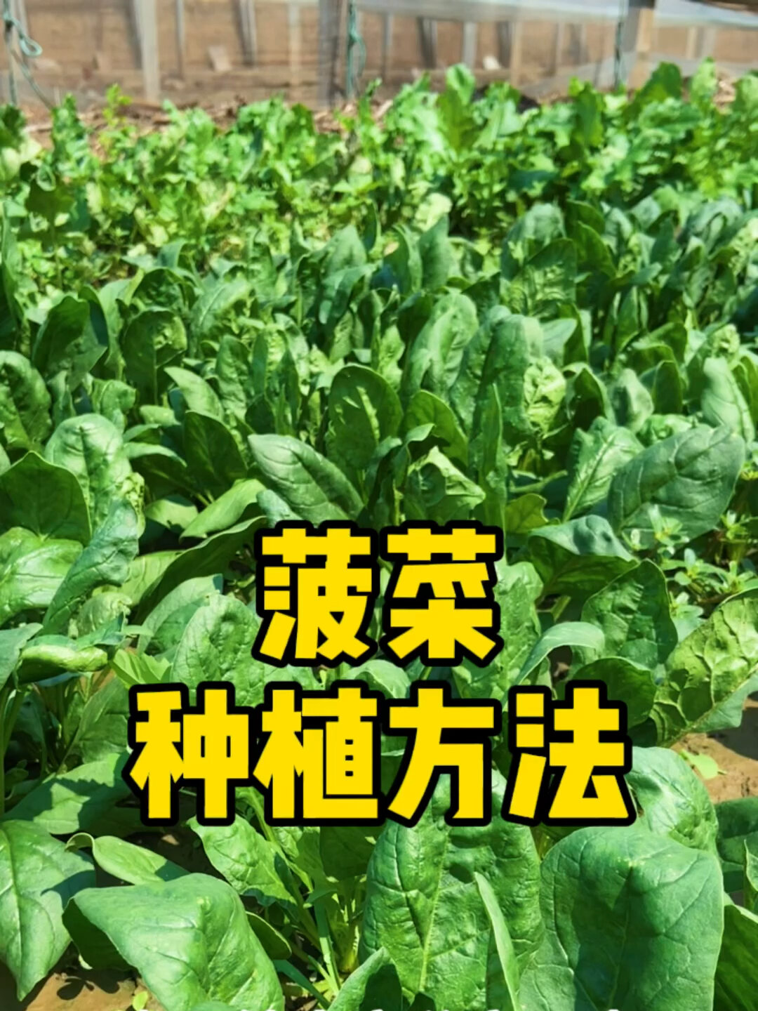 简易的菠菜种植方法