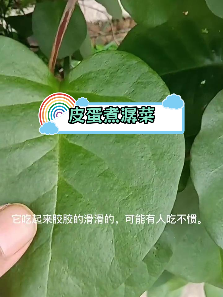 落葵:冬季的绿色美味