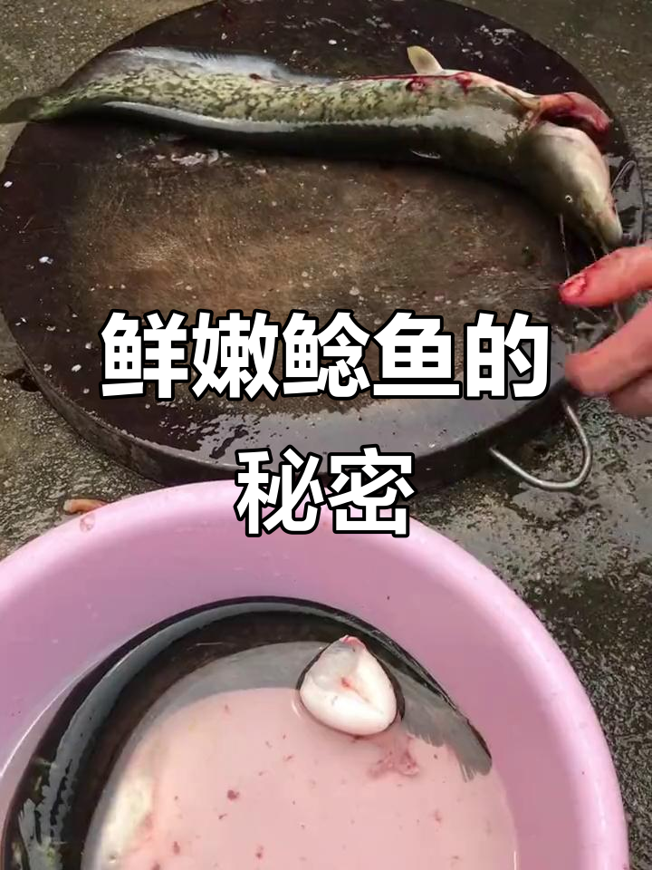 大口鲶鱼鲜美无比,活水养殖才最美味!