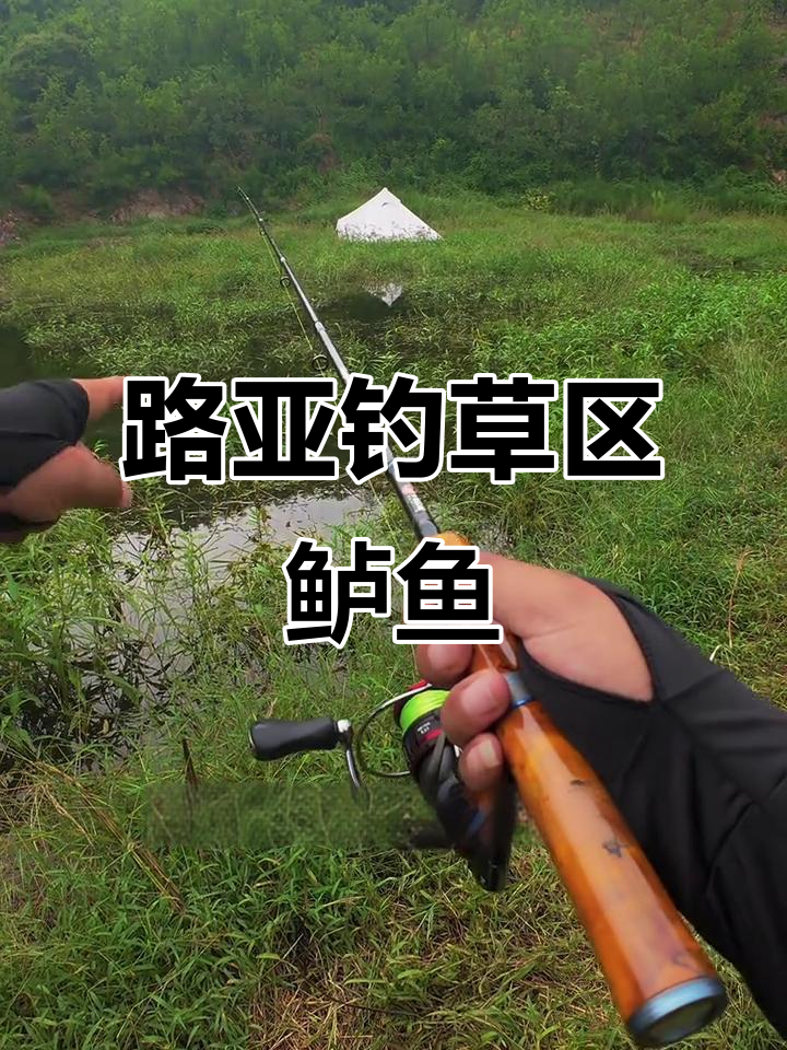 草区钓鱼技巧大揭秘，如何用路亚钓鲈鱼和黑鱼