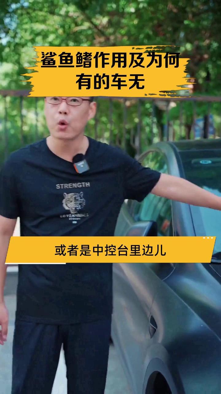 鲨鱼鳍作用及为何有的车无