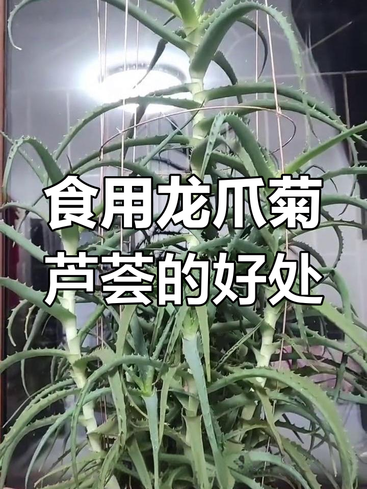 龙爪菊芦荟:苦味却能治病,美容养颜全搞定