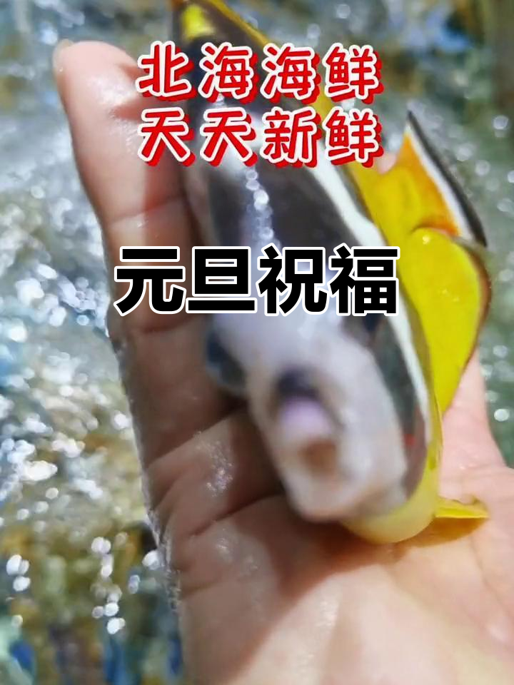 2023北海海鲜,愿你如鱼得水,事事顺心!