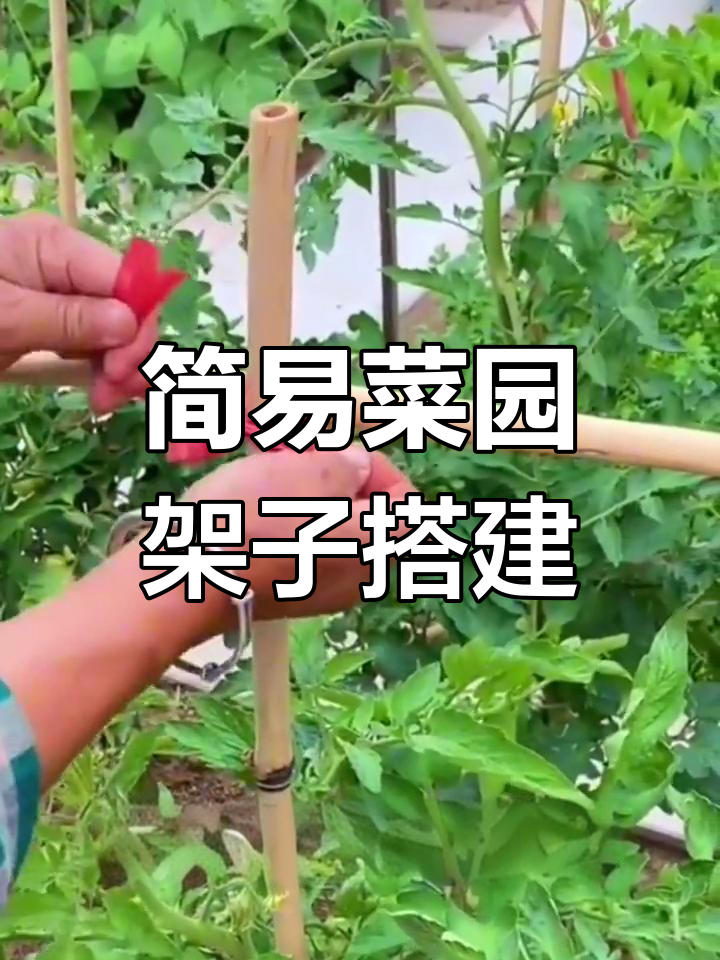 蔬菜种植小技巧:简单实用的豆角黄瓜架搭法,增产又省力