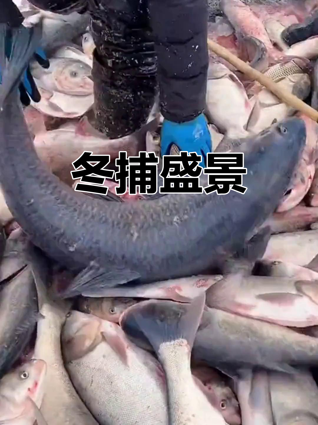 查干湖冬捕震撼,60万斤鱼网捞起,30斤大鱼引热议