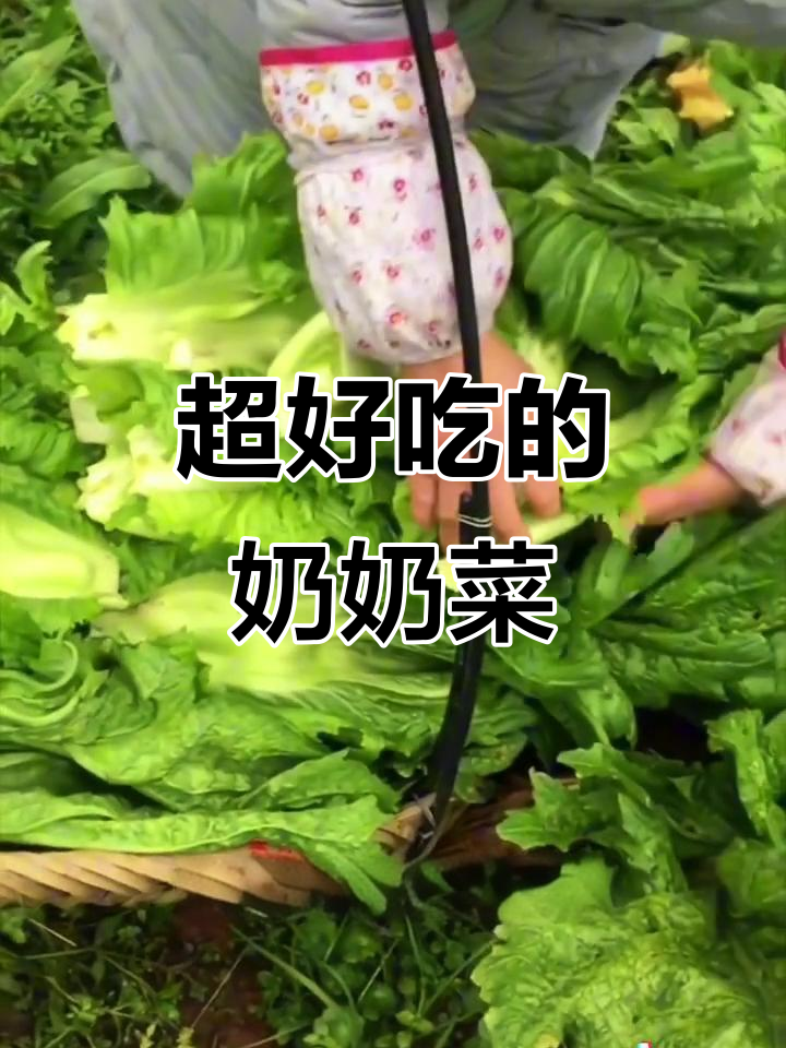 奶奶菜,长得大又好吃!秋冬种植最合适
