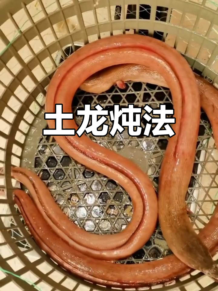 土龙炖汤,简单又滋补的养生做法