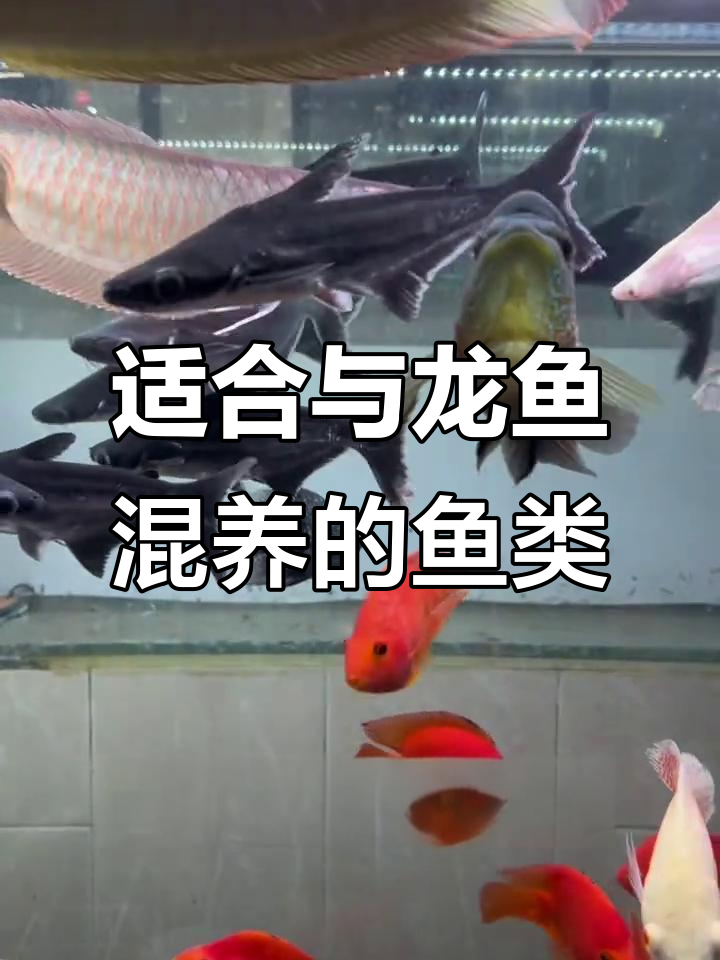 龙鱼配什么热带观赏鱼最合适？四种最佳选择推荐