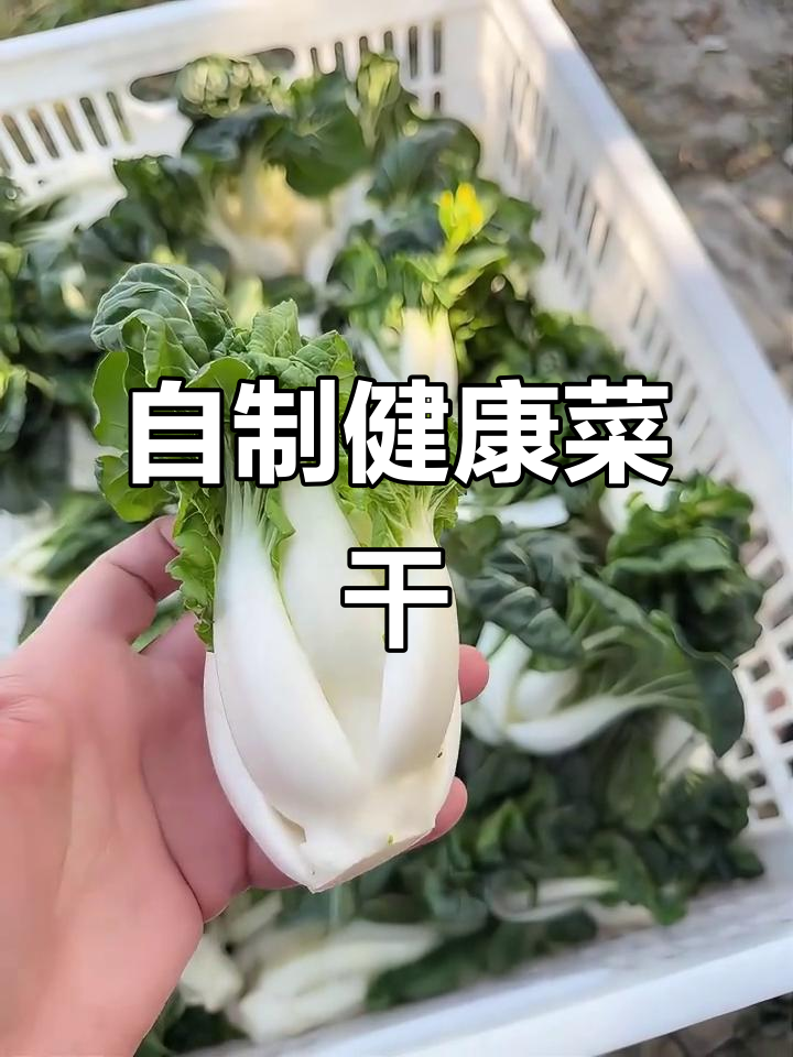 广东晒菜干,选大白菜有讲究!