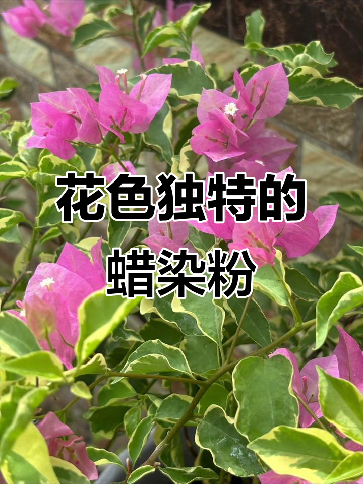 蜡染粉花色独特,金边叶中绽放美丽