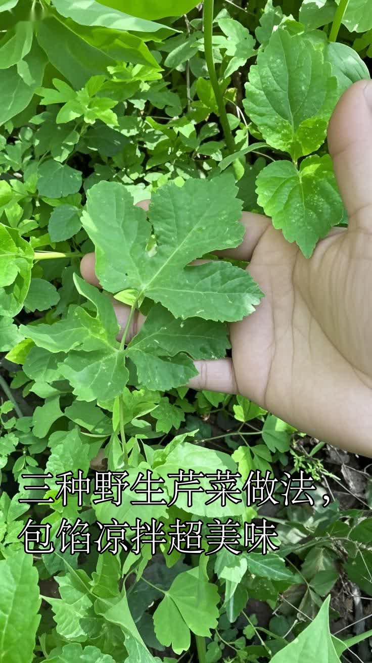 三种野生芹菜做法，包馅凉拌超美味