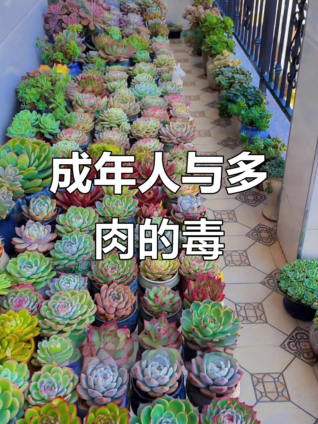 多肉植物有毒,成年人易上瘾!