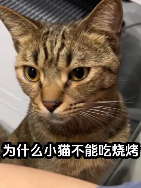 为什么不能给小猫吃烧烤啊!其实吃一点也没关系对吧 狸花猫 记录猫咪日常