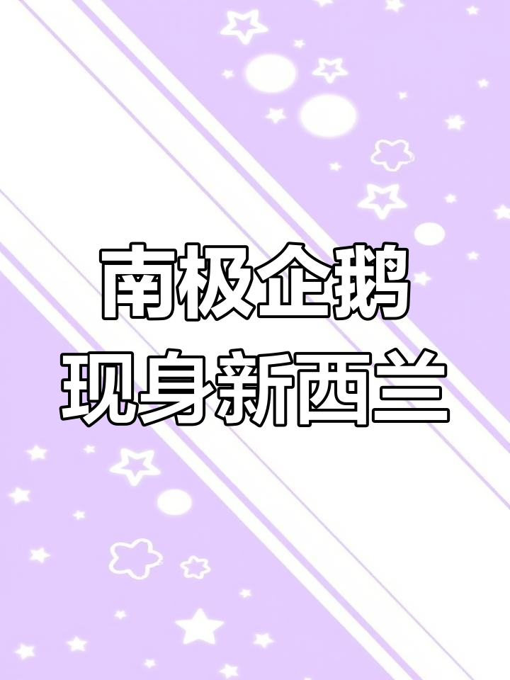 南极企鹅误入新西兰,专家警告海洋危机